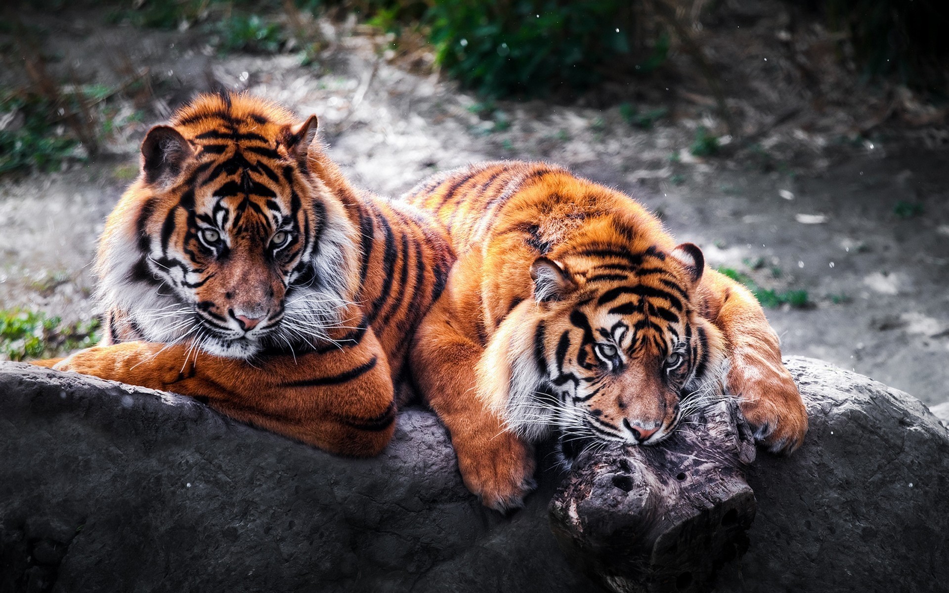 animali tigre fauna selvatica mammifero gatto zoo predatore aggressione pelliccia mangiatore di carne giungla cacciatore pericolo animale arrabbiato ritratto selvaggio striscia guardando occhio natura tigri