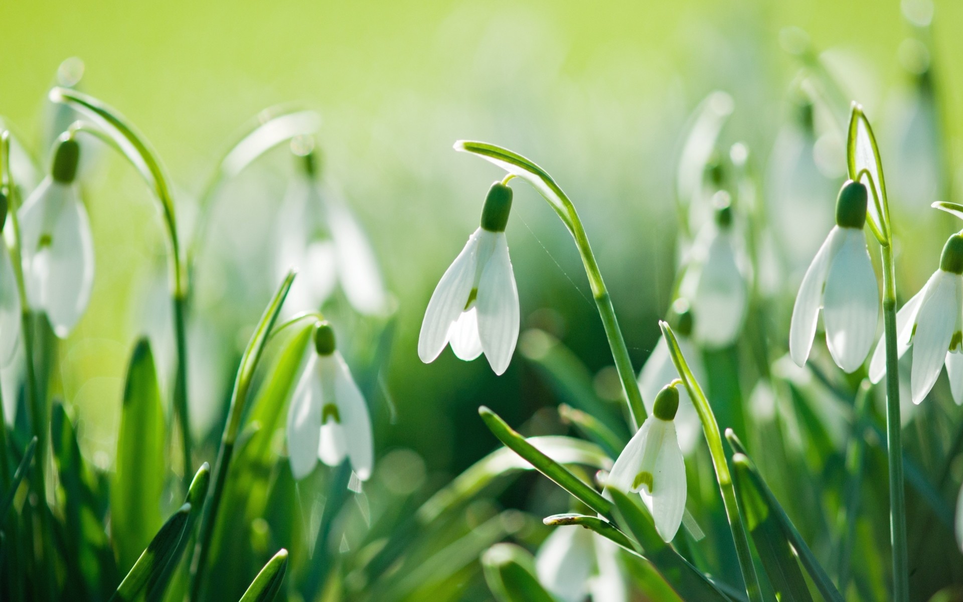 flores natureza folha grama crescimento flora jardim feno brilhante páscoa queda verão bom tempo orvalho frescor snowdrops