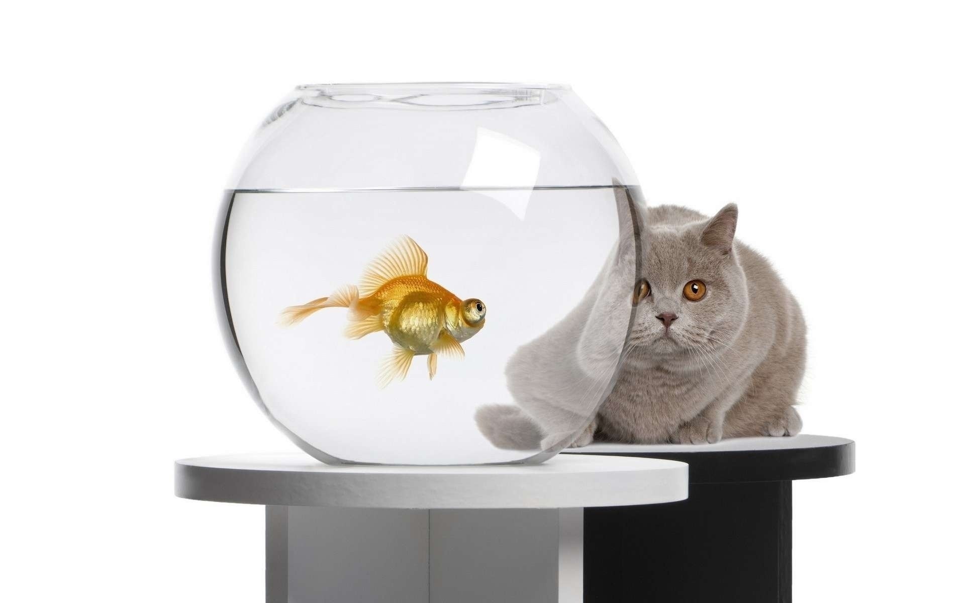 cats pet isolated goldfish domestic cute fishbowl animal one cat funny looking little desktop young family studio