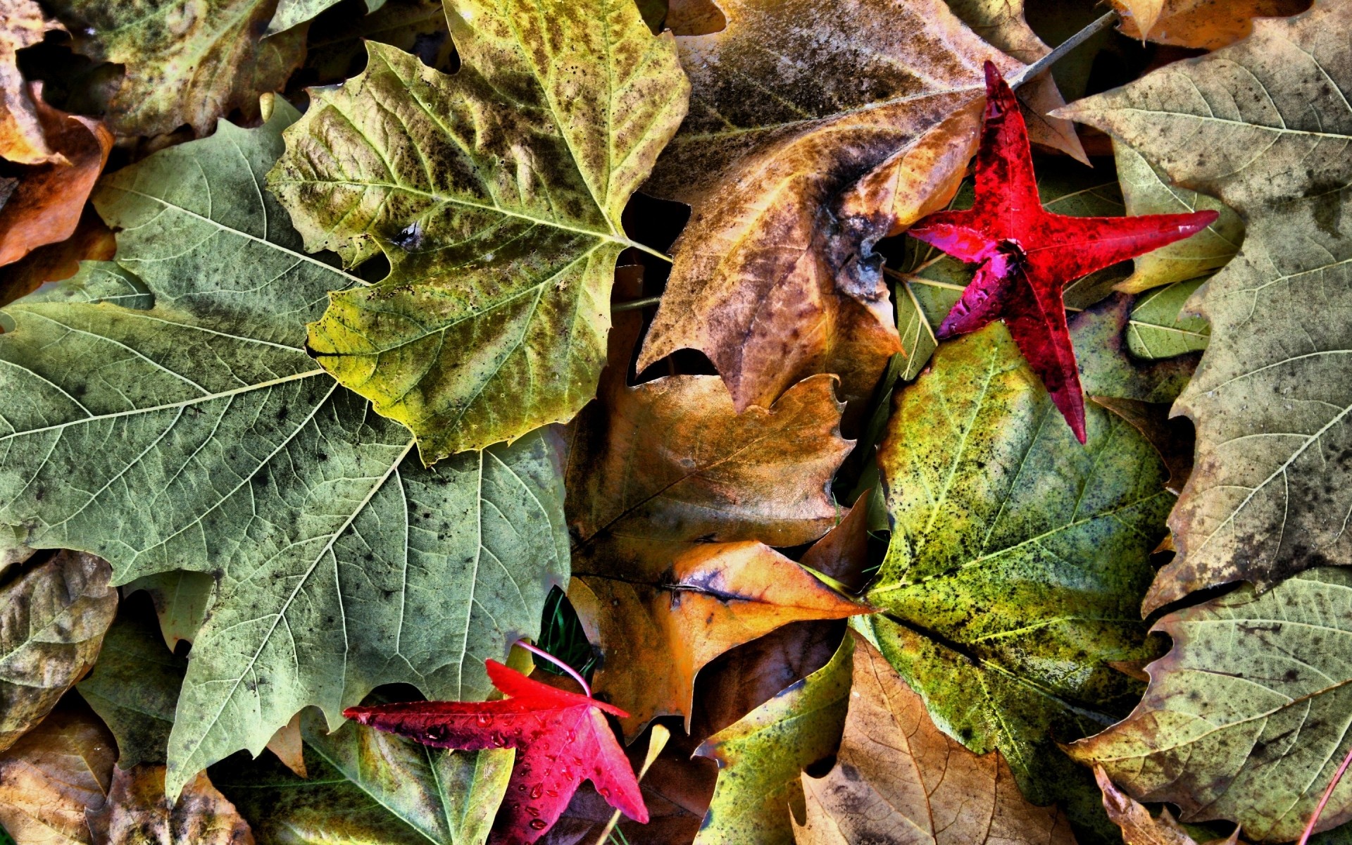 autumn leaf fall season flora nature tree color close-up desktop bright wood decoration outdoors ground environment garden maple texture hdr leaves