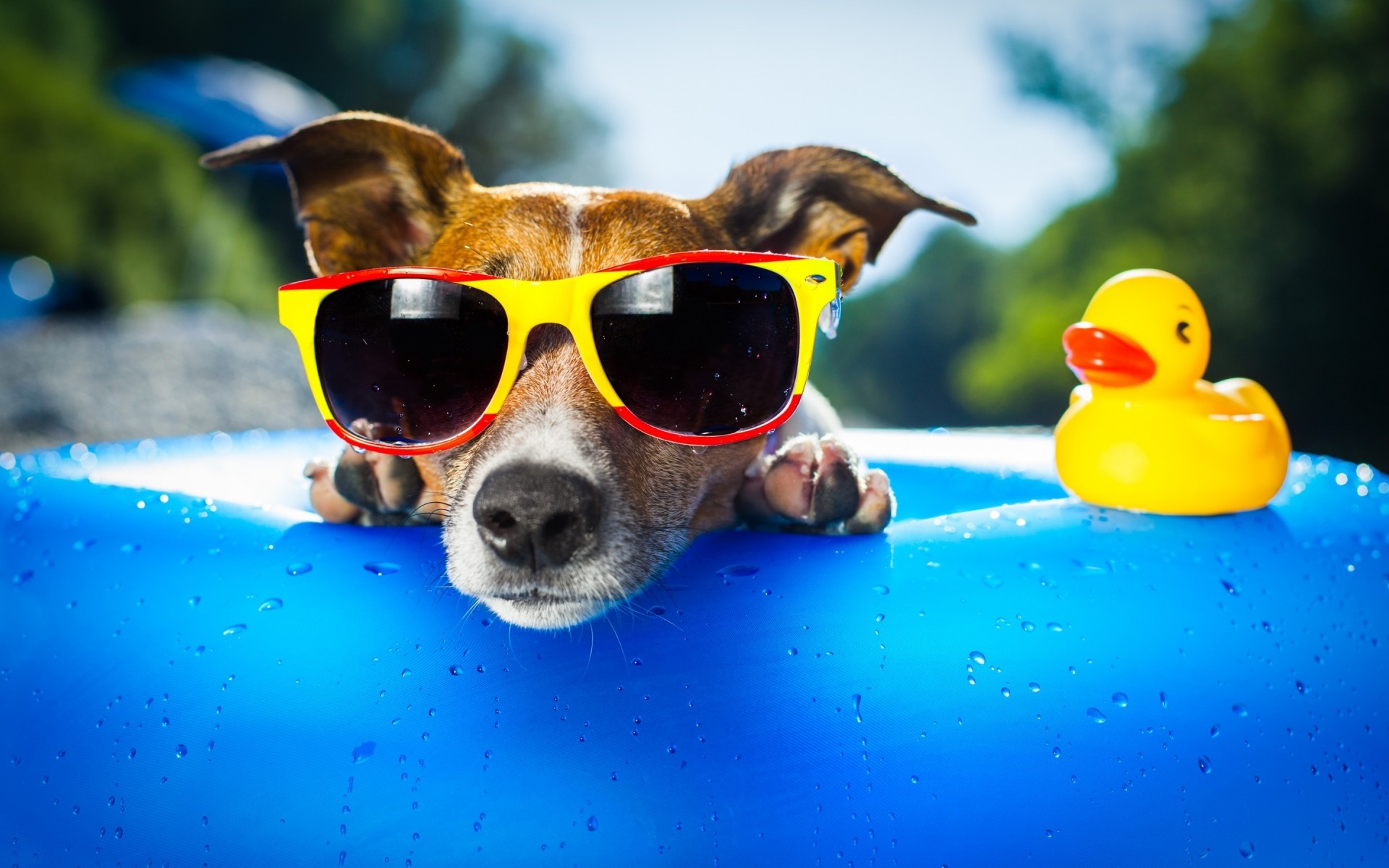 dogs water swimming outdoors one summer sunglasses funny puppy toys