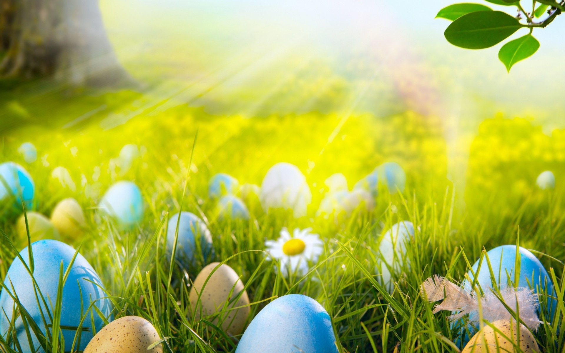 ostern gras natur heu ei saison feld osterei rasen bauernhof sommer gutes wetter farbe blume sonne ländlich schön hell im freien dekoration ostern 2014 ostereier ostereier 2014 landschaft