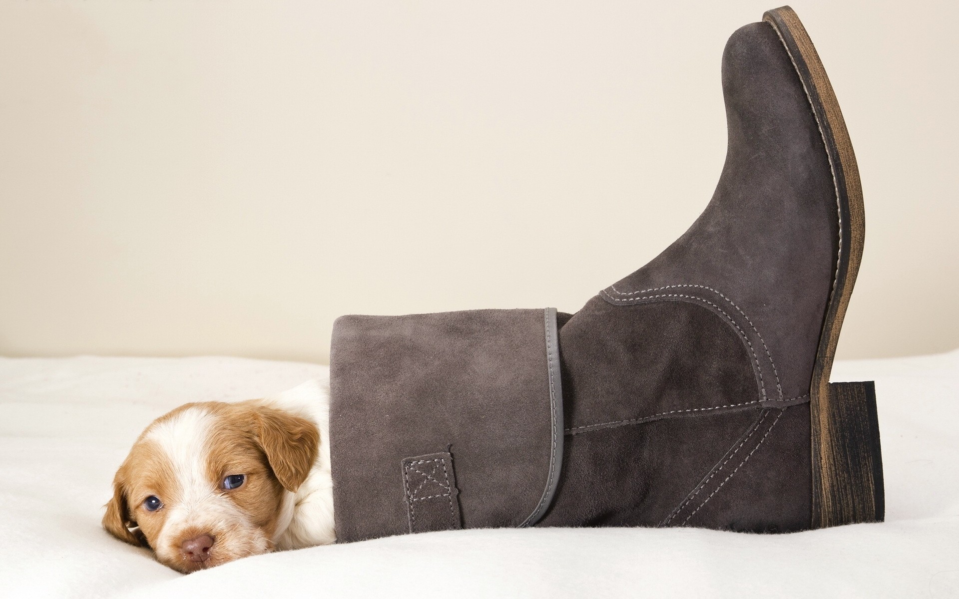 cães vestindo cão dentro de casa couro móveis mamífero sapatos quarto um lugar engraçado filhote de cachorro