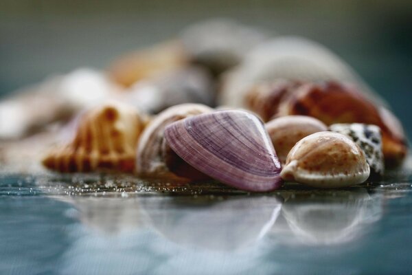 Viele Muscheln auf dem Tisch