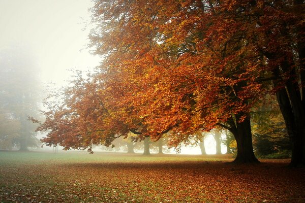 Schöner Baum im Herbstnebel