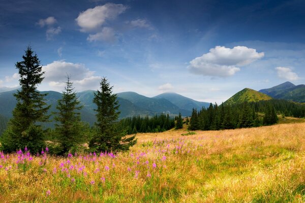 Paesaggio alpino, prato fiorito, boschetti di abete rosso, colline, cielo blu tra le nuvole