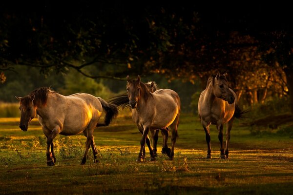 Three horses mleklpetaya walking