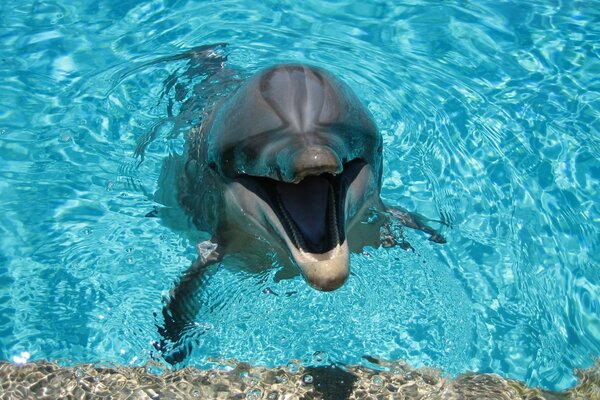 Smiling dolphin in blue water