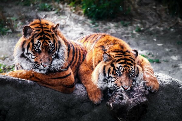 Dos enormes tigres en la caza