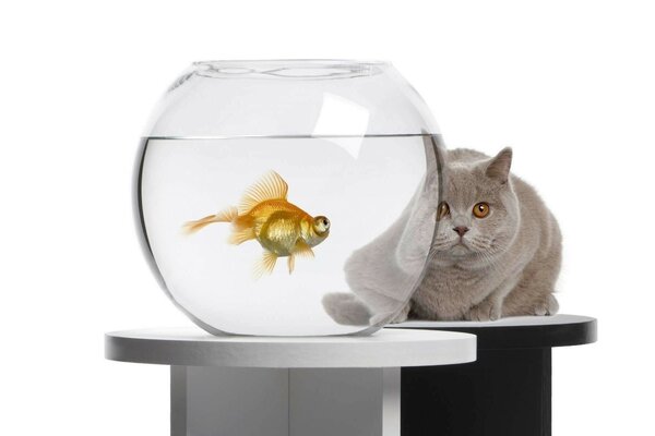 Graue Katze und Goldfisch