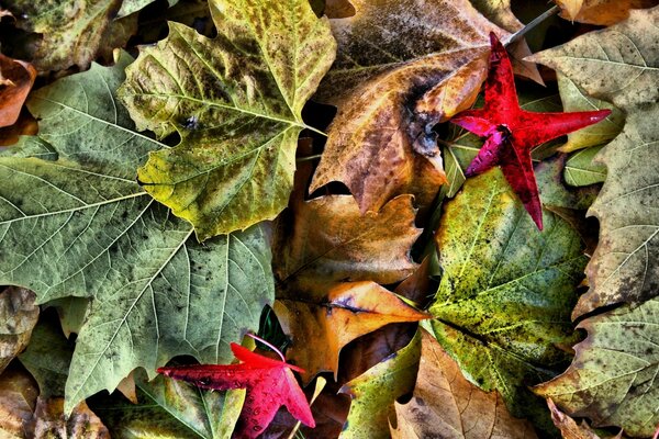 Feuilles d érable d automne tombées