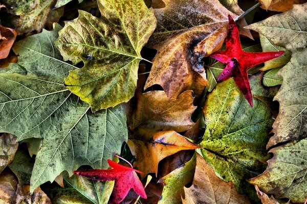 Folhas de bordo caídas do outono