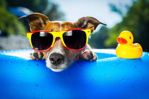 A small dog with glasses poses in the pool next to a duck