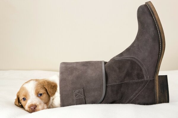 Ein kleiner Welpe wärmt sich in einem Winterstiefel für Frauen