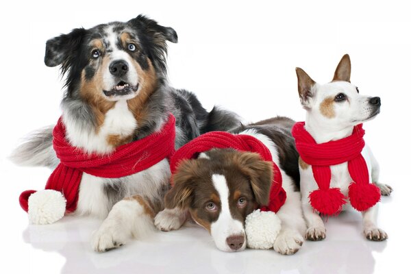 A family of cute dogs with red scarves