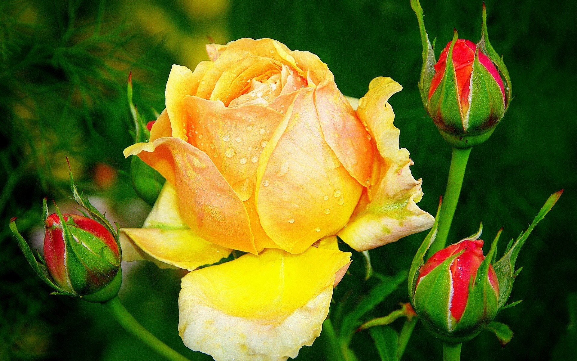 flowers flower nature leaf rose flora floral love petal romance summer blooming garden color romantic bud tulip bouquet bright beautiful