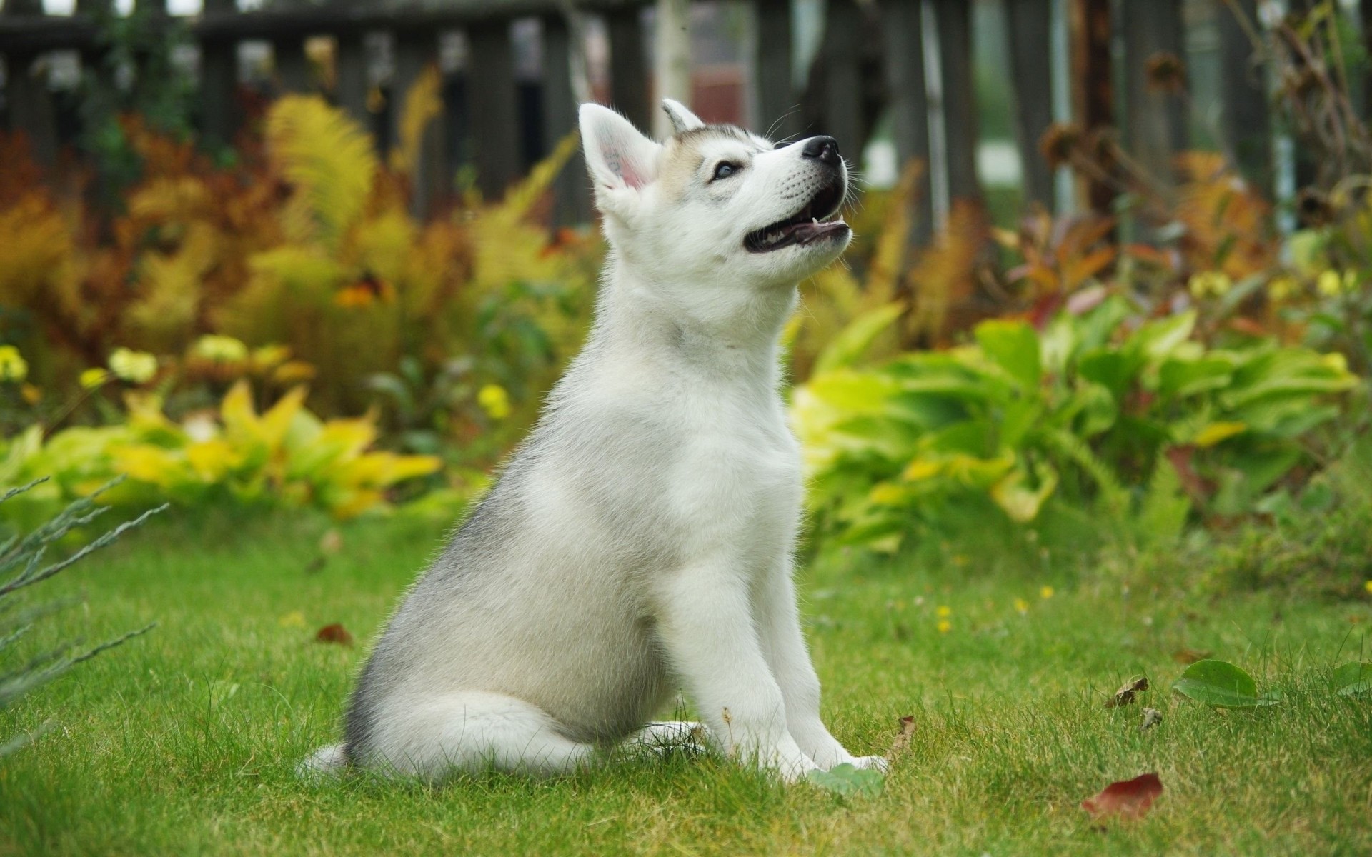 perros hierba lindo mamífero animal mascota naturaleza retrato al aire libre doméstico joven perro cachorro malamute