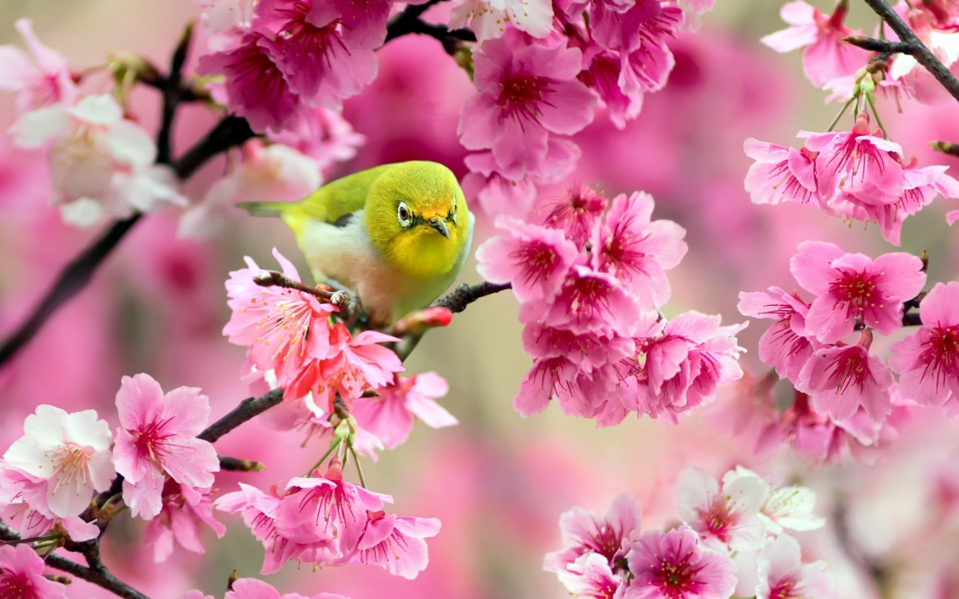 oiseaux fleur jardin nature flore bluming branche pétale floral arbre cerise feuille saison printemps parc croissance copain couleur gros plan été