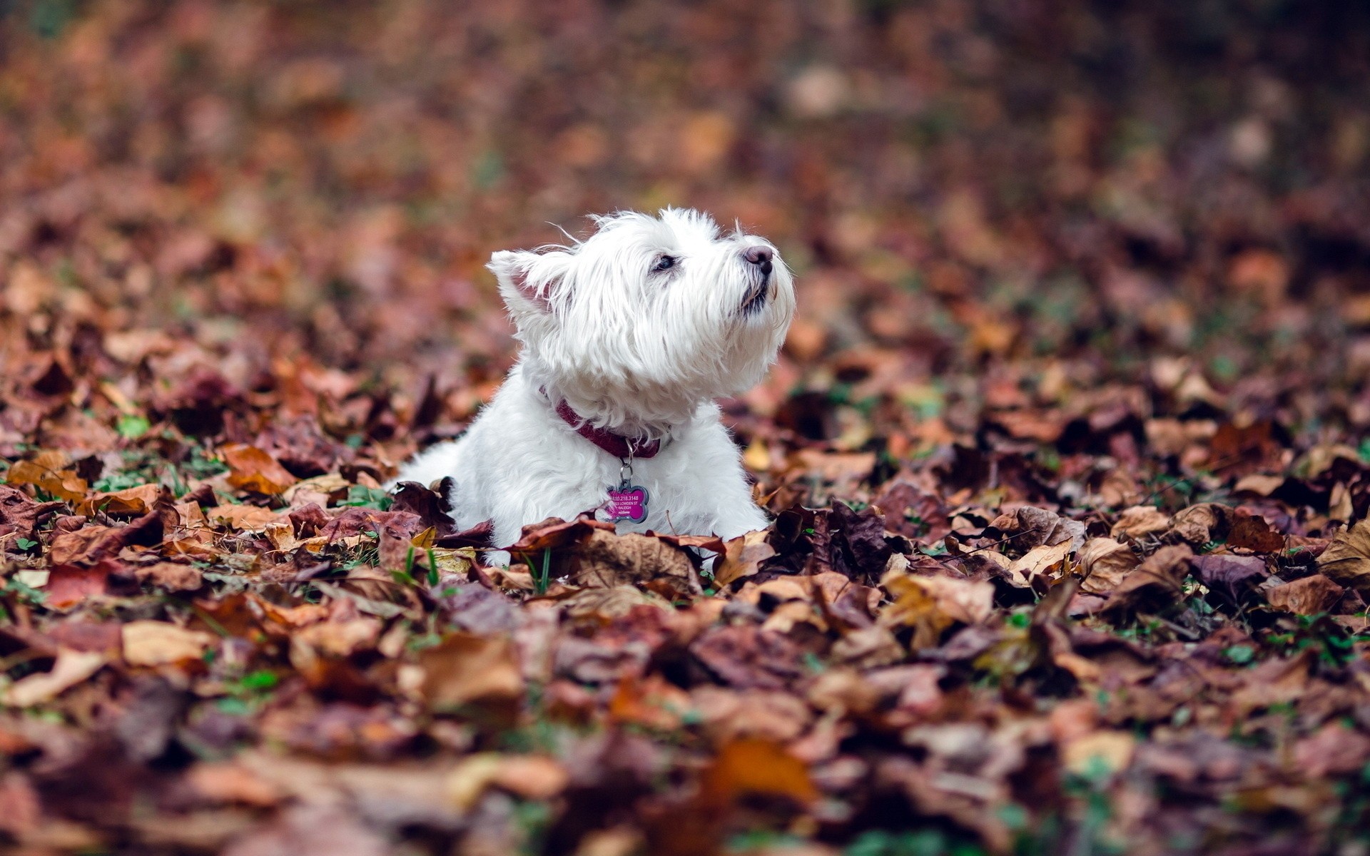 dogs dog cute little pet animal mammal nature puppy fall outdoors canine fur westie