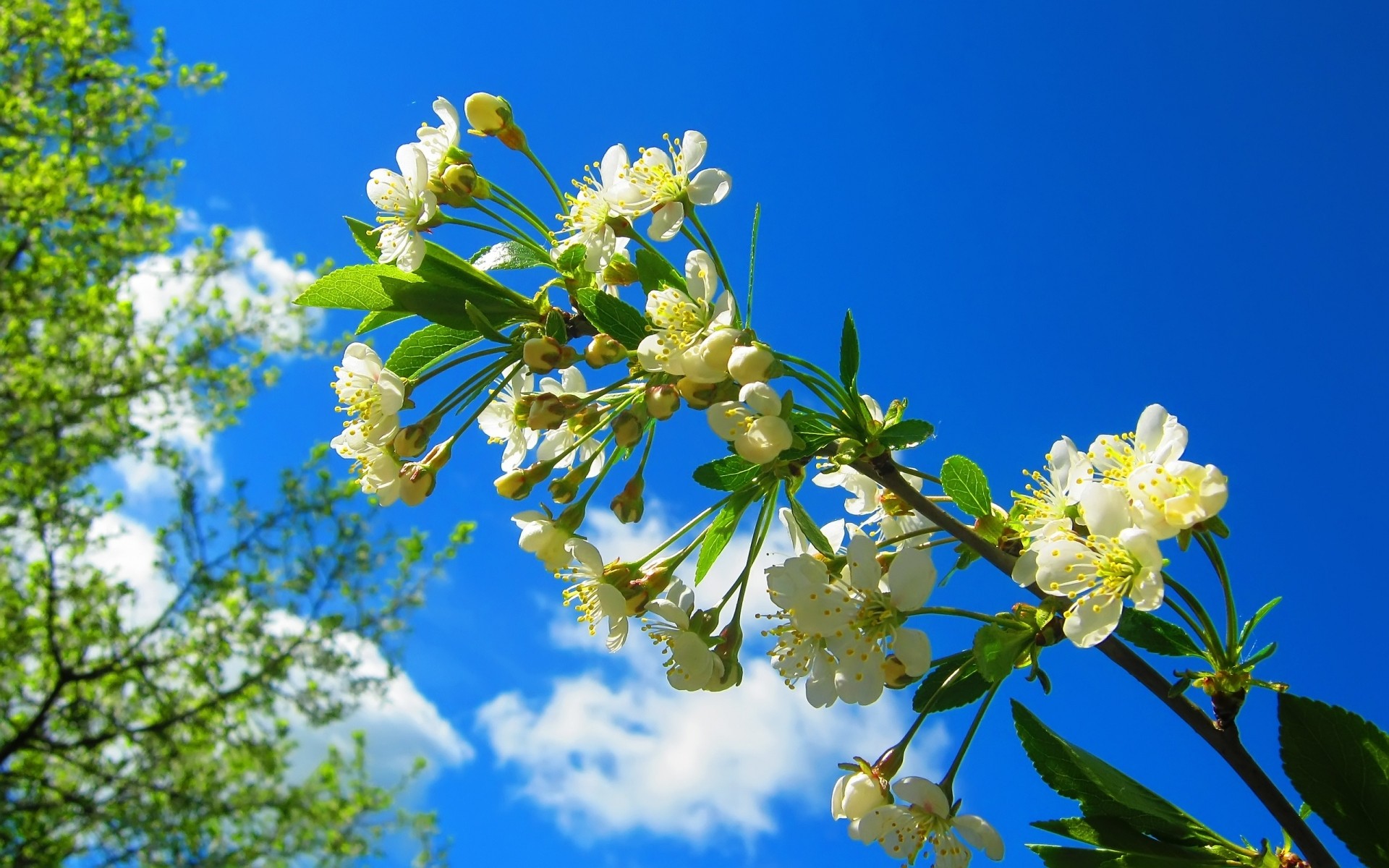 primavera fiore natura flora foglia ramo fiore albero giardino stagione floreale estate crescita petalo close-up all aperto ciliegio compagno primavera soleggiato cielo