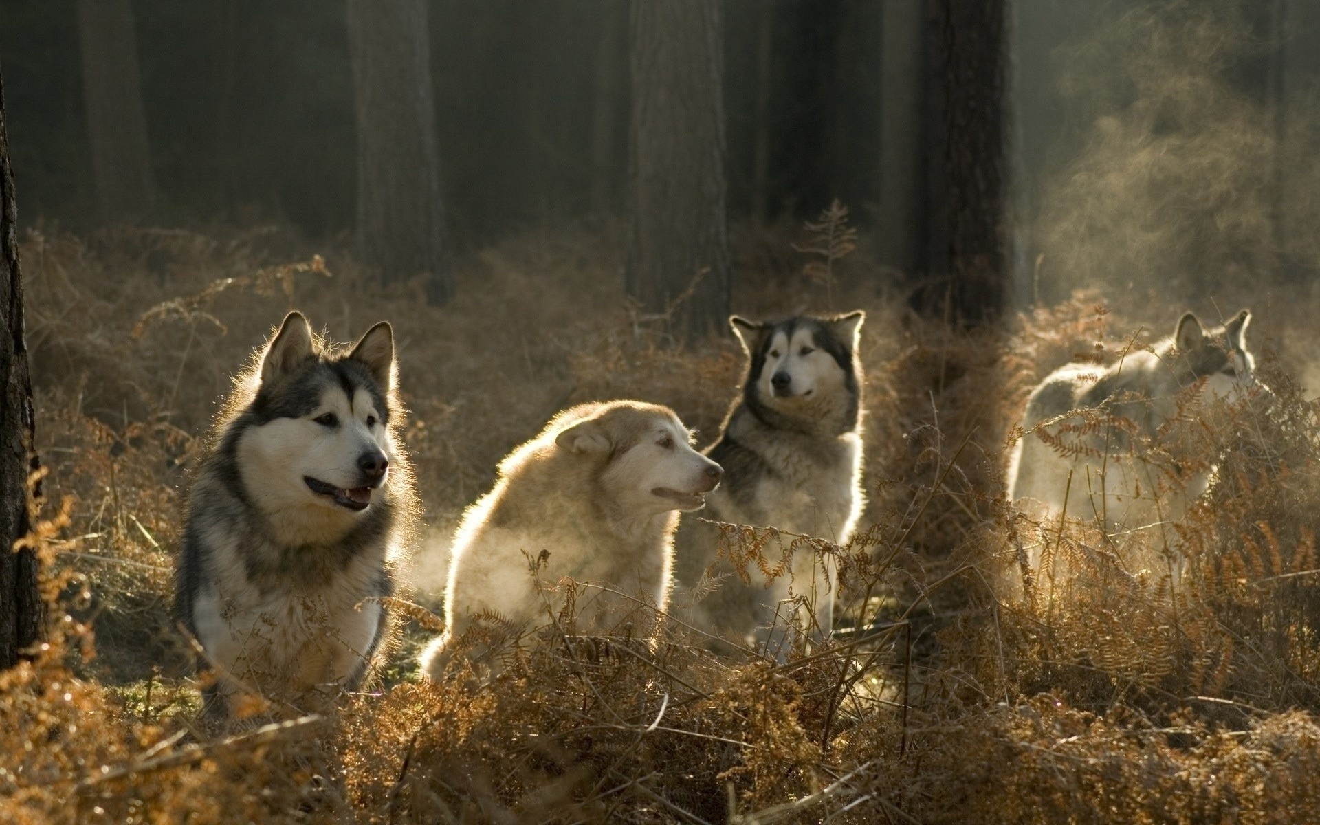 dogs mammal wolf dog canine frosty winter snow outdoors nature wood one portrait wildlife daylight malamute