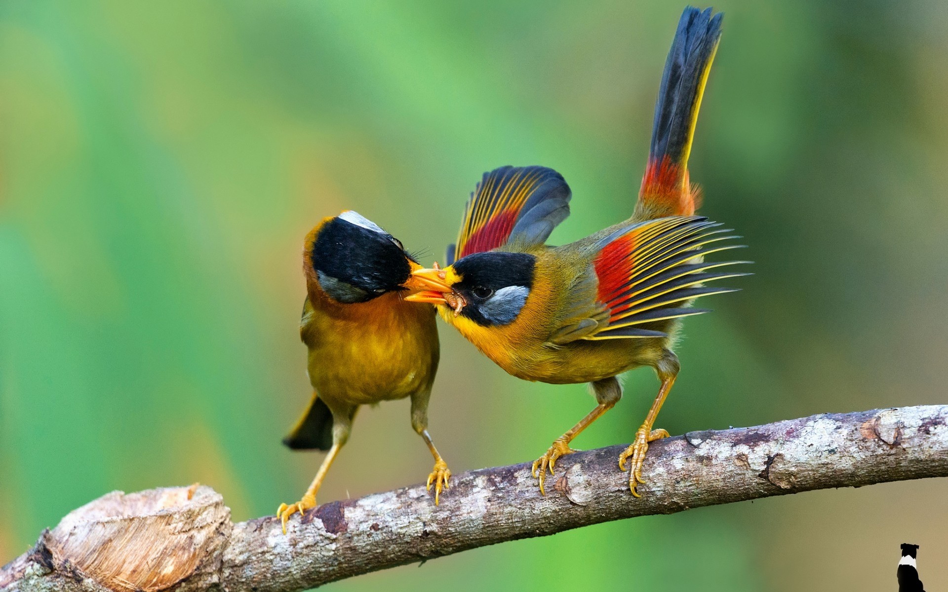 uccelli fauna selvatica uccello natura animale all aperto selvaggio