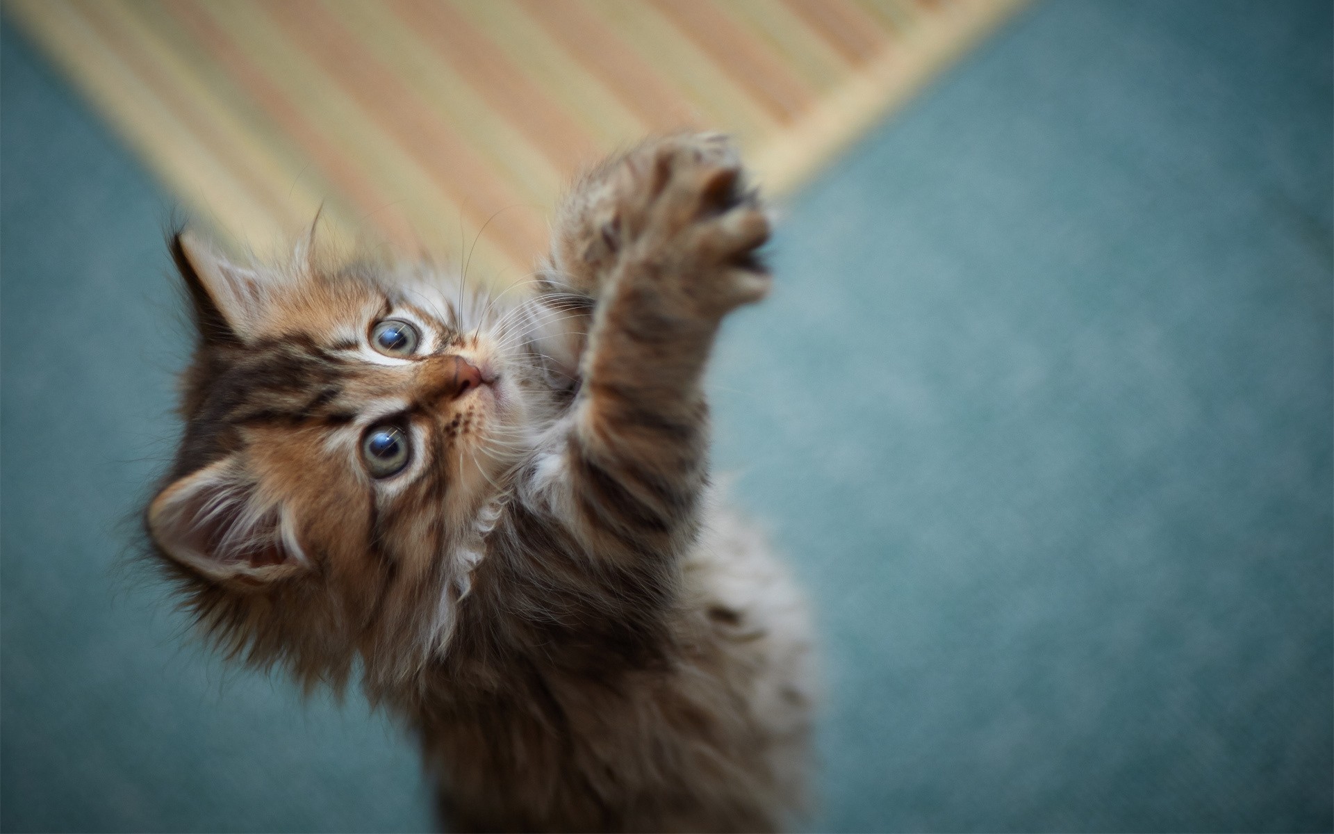 gatto mammifero gatto carino animale domestico animale pelliccia anteprima ritratto piccolo occhio uno curiosità divertente gattino