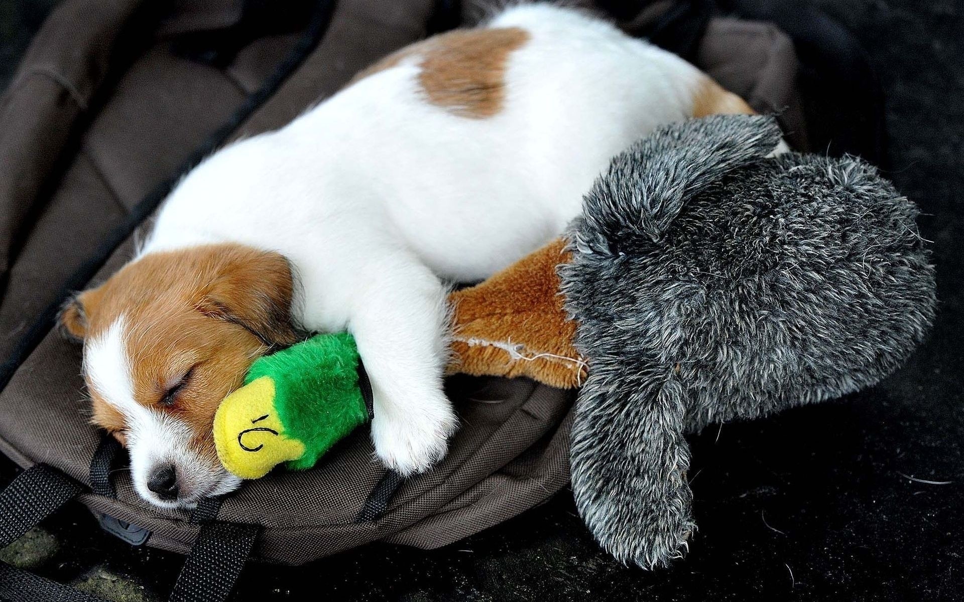 hund säugetier hund hundespezialist haustier niedlich welpe tier fell ein wenig lustig porträt ente spielzeug