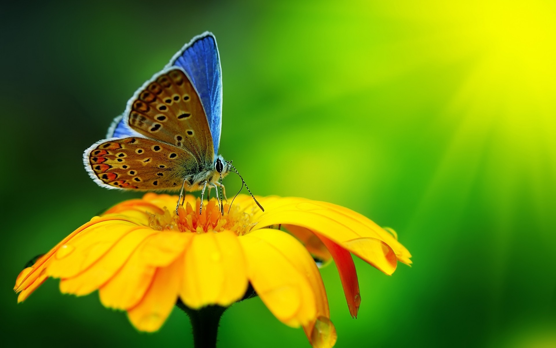 insectes papillon nature insecte été à l extérieur fleur lumineux la faune feuille jardin flore beau temps