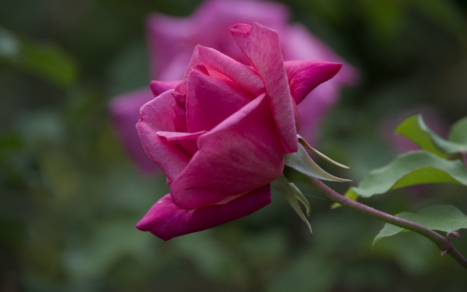 flores flor natureza folha rosa jardim flora amor romance ao ar livre verão pétala delicado floral blooming