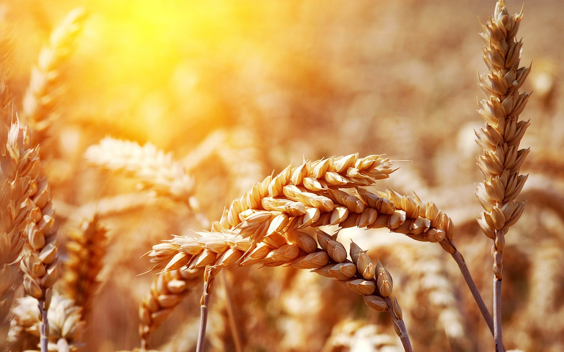 plantes blé céréales pain seigle maïs pâturage farine paille orge or rural récolte graines pic nature sec viande ferme agriculture coucher de soleil