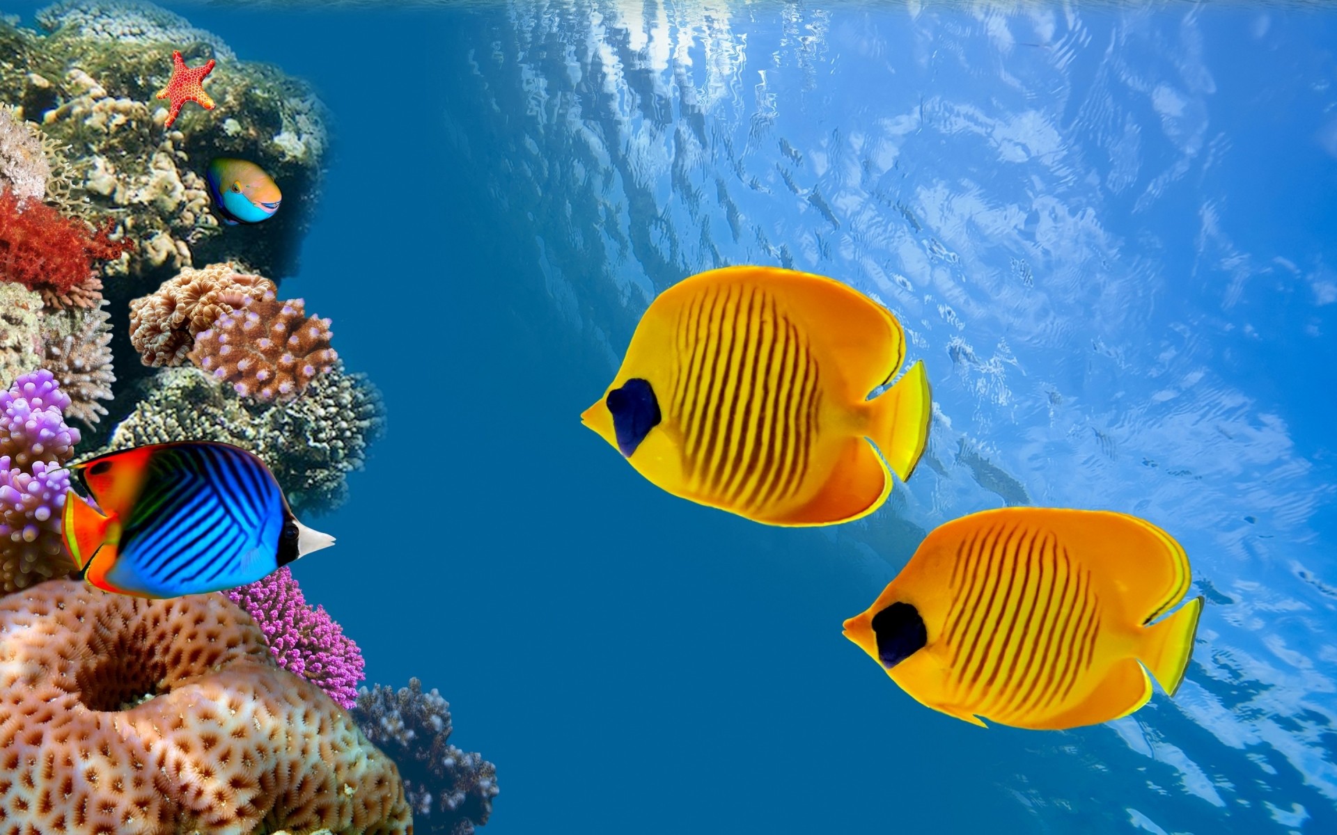 other city underwater fish coral ocean tropical water sea swimming nature reef deep diving marine invertebrate snorkeling aquarium aquatic travel outdoors thailand coral colonies