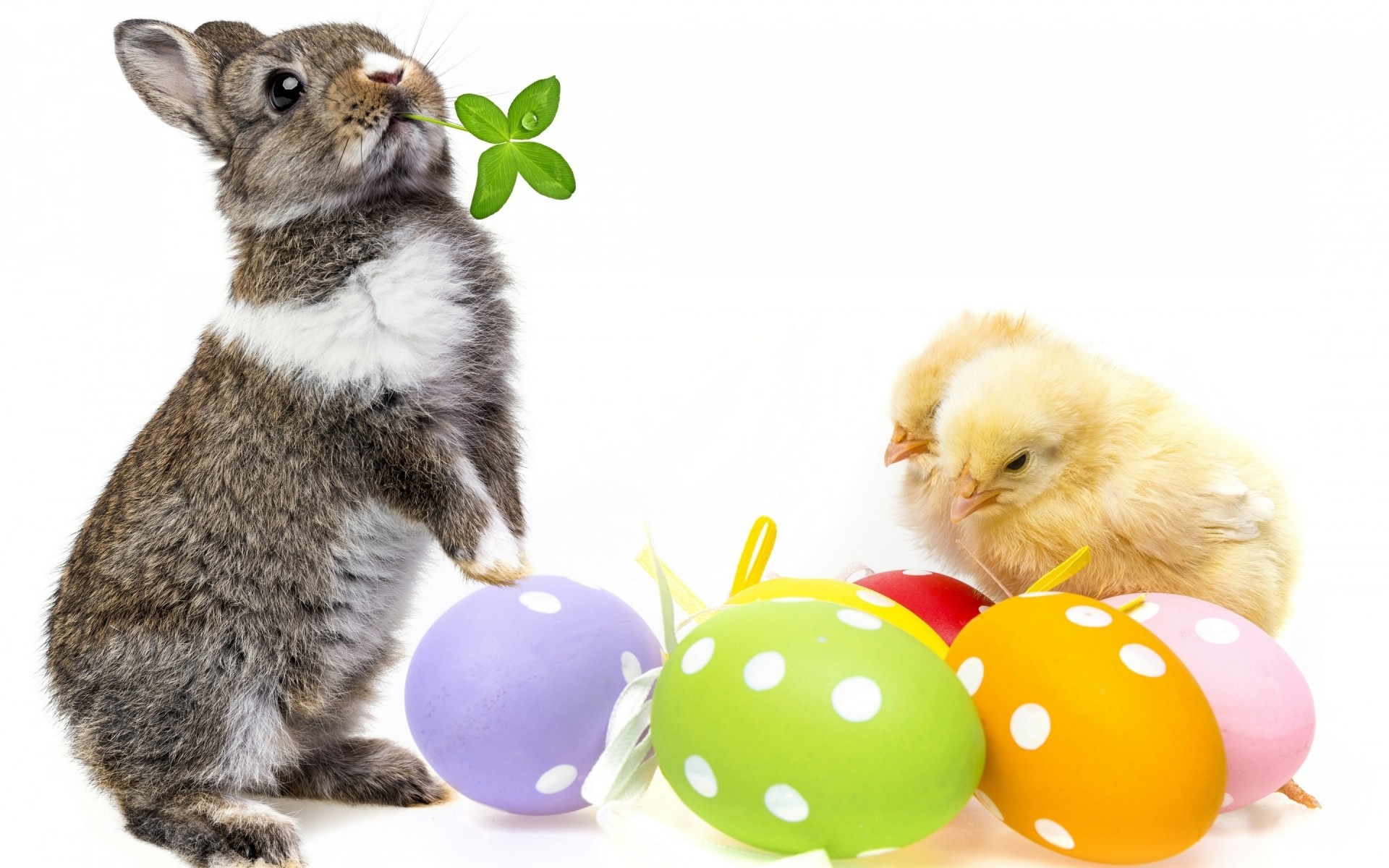 pasqua uovo carino piccolo coniglio coniglio lanugine animale animale domestico uovo di pasqua domestico adorabile giovane divertente pelliccia sedersi bambino pollo coniglietto di pasqua pasqua 2014 pasqua 2014 uova di pasqua