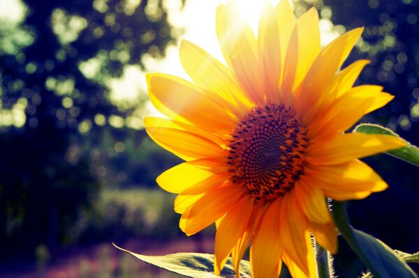 Tournesol lumineux au soleil