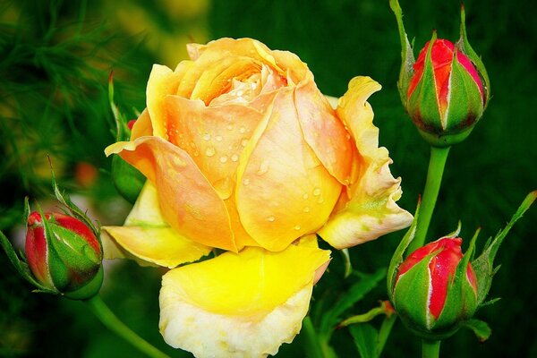 Flores de rosa em botões no jardim