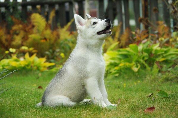 Köpek yavrusu çimlere oturur ve yukarı bakar