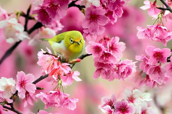 Precioso pájaro japonés ojo blanco