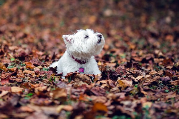 A doggie in autumn foliage