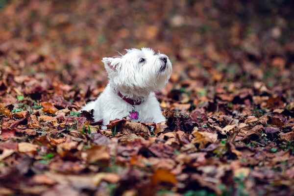 Sonbahar yapraklarında köpek