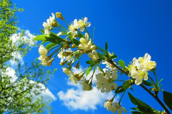 Fleur de printemps sur fond de ciel bleu