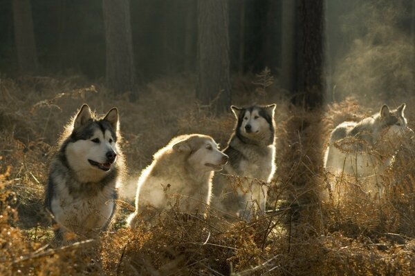 Wolf pack in the misty forest