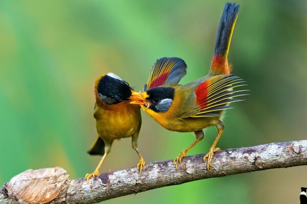 Gli uccelli trovano un linguaggio comune o semplicemente si abbandonano