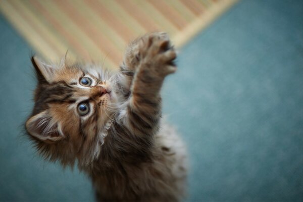 Cute fluffy kitten playing