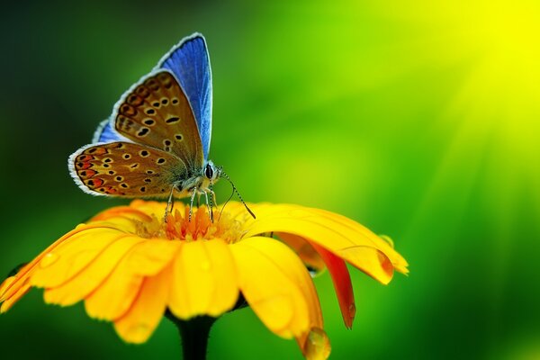 Summer nature insect butterfly