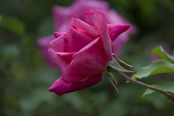 Red rose close-up