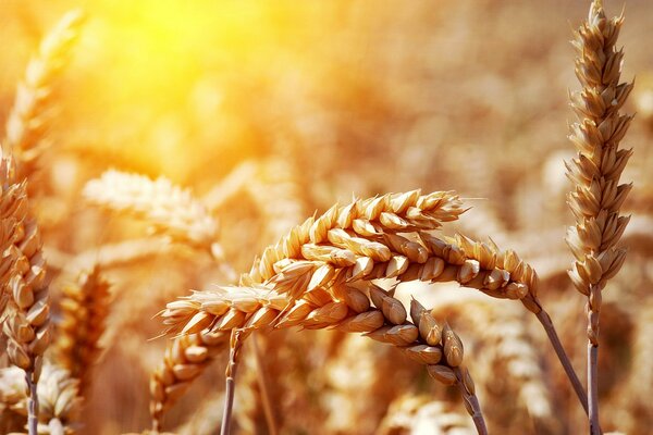 I fiocchi di grano sono pane e segale