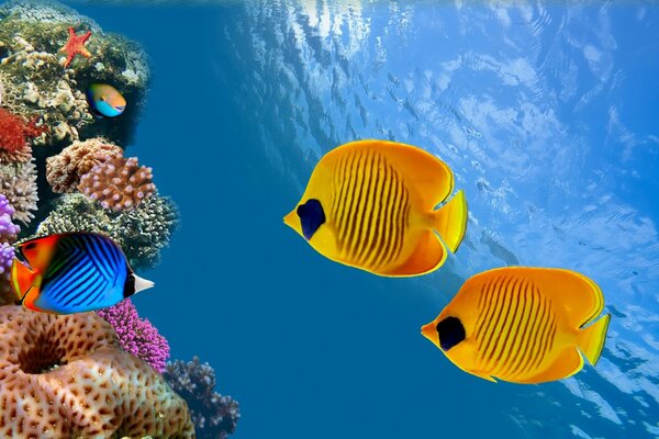 The wonderful underwater world of the coral reef