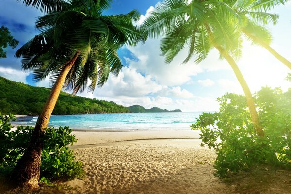 Beautiful green palm trees on the ocean