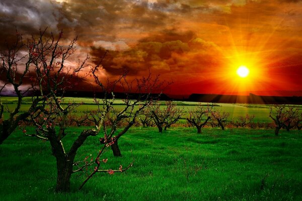 Arbres desséchés sur fond de coucher de soleil