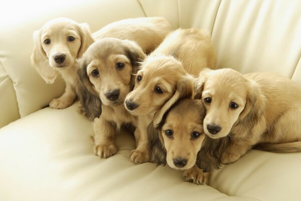 Five beautiful puppies on the couch